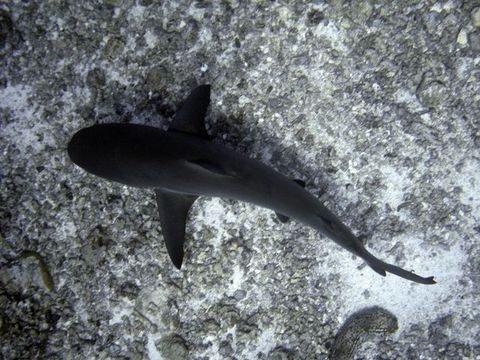 IMG_0847.jpg