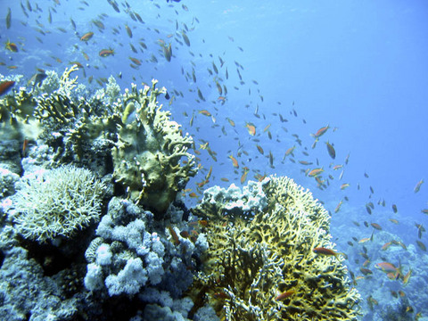 Reef12.jpg