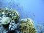 Reef12.jpg