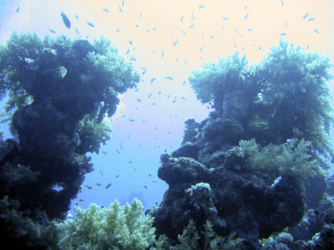 Reef3.jpg