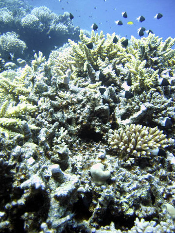 Reef6.jpg