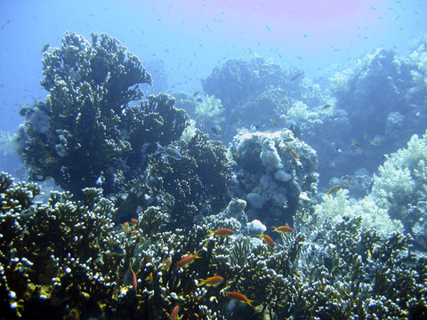 Reef9.jpg