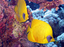 fish2.jpg