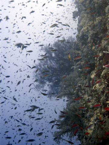fish4.jpg