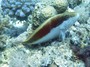 fish5.jpg