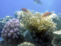 fish6.jpg