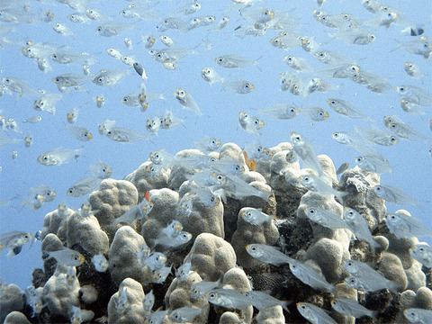 glassfish.jpg