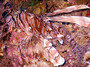 lionfish2.jpg