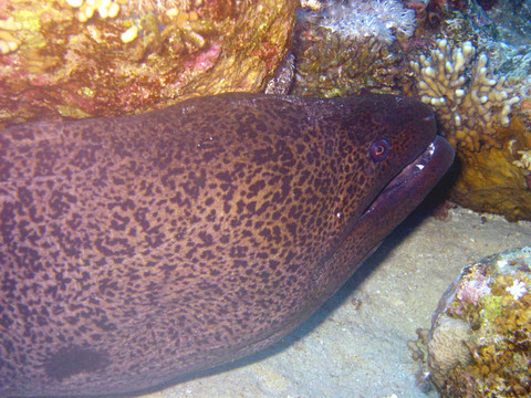 moray2.jpg