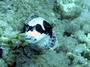 puffer.jpg