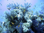 reef13.jpg