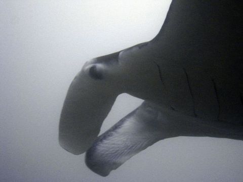 IMG_1195.jpg