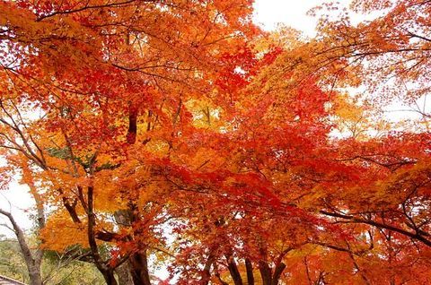 DSC_0220.JPG