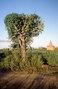 Myanmar---Bagan.jpg