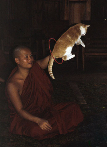 Myanmar---Inle-Jumping-Cat-.jpg
