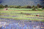 Myanmar---Inle-Lake-Gardner.jpg