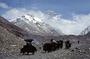 Tibet-17.jpg