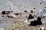 Tibet-64.jpg