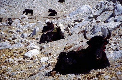 Tibet-71.jpg