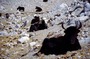 Tibet-71.jpg